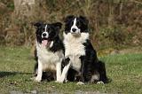 BORDER COLLIE 858